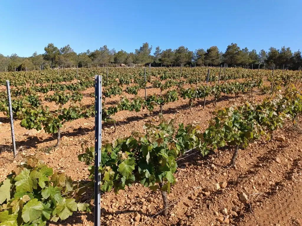 Rustikales Grundstück zum Verkauf in Sant Julià, imagen 8
