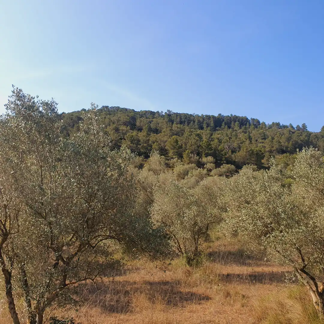 Rustikales Grundstück zum Verkauf in El Pinell de Brai, imagen 51