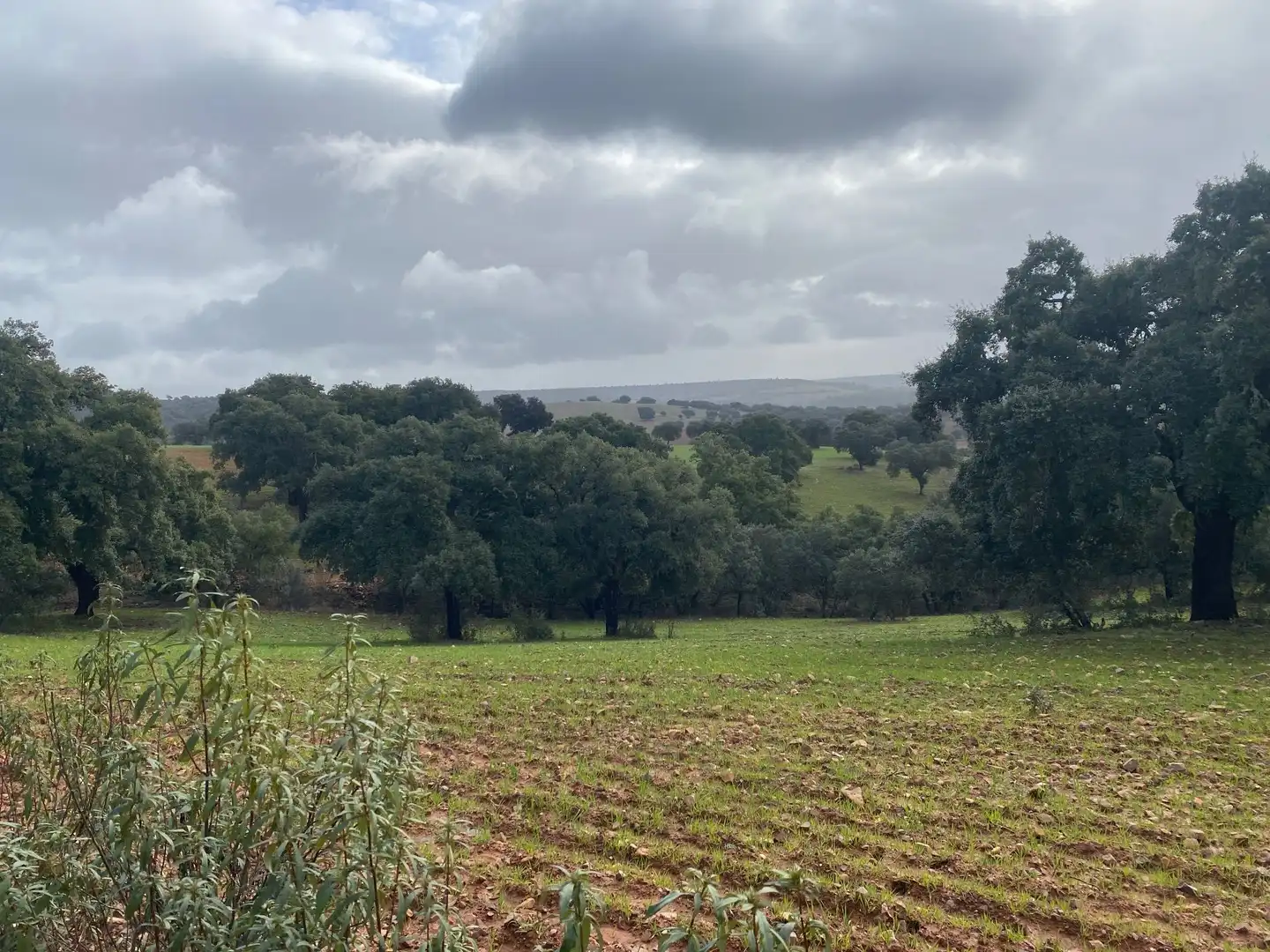 Terreno en venta en Anchuras