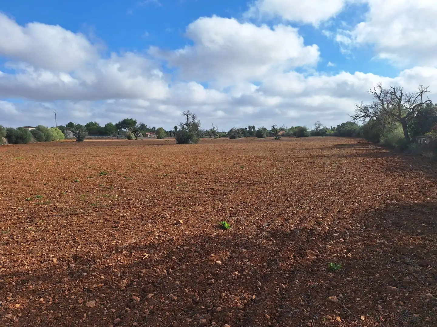 Terreno rustico in vendita a Llucmajor pueblo, imagen 7