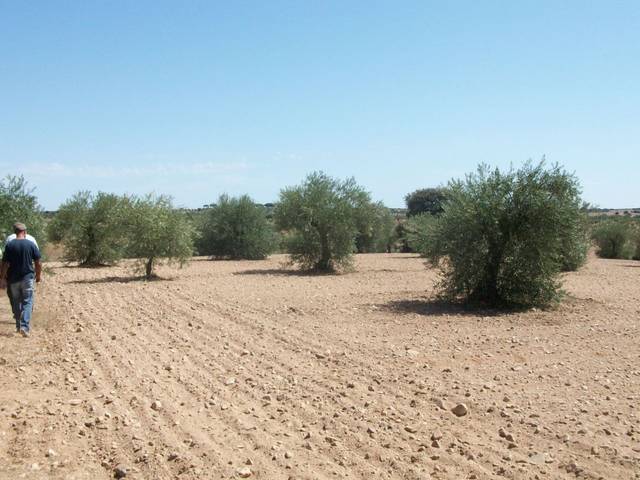 Terreno en Venta en Carretera de Monroy, 3 en Mejostilla