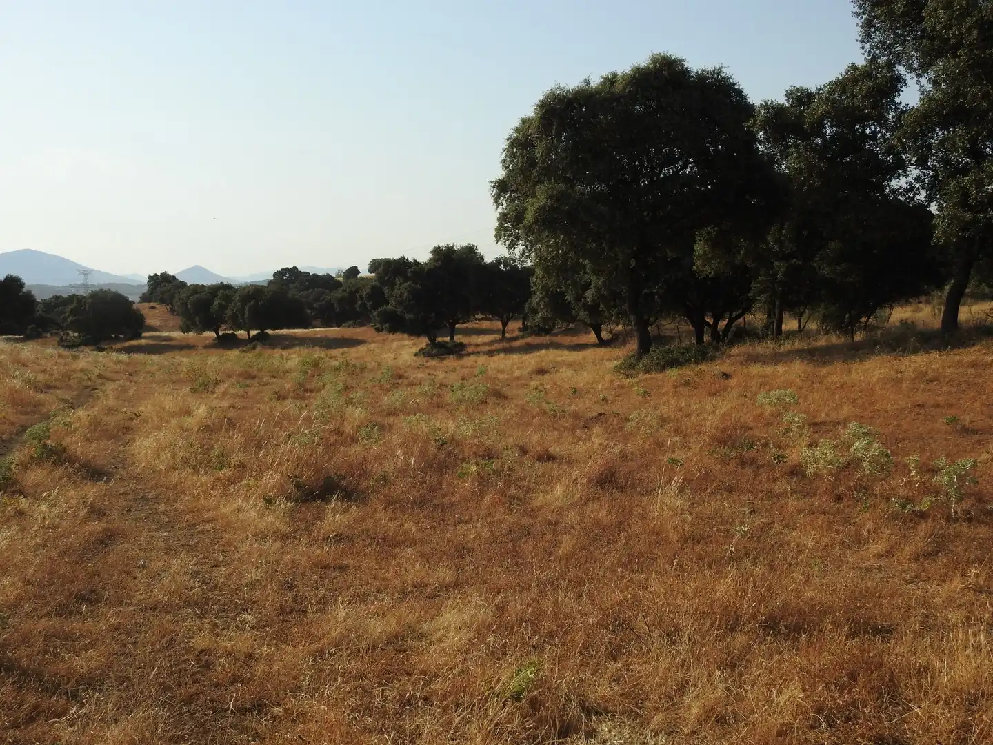 Land for sale in Villar del Pedroso