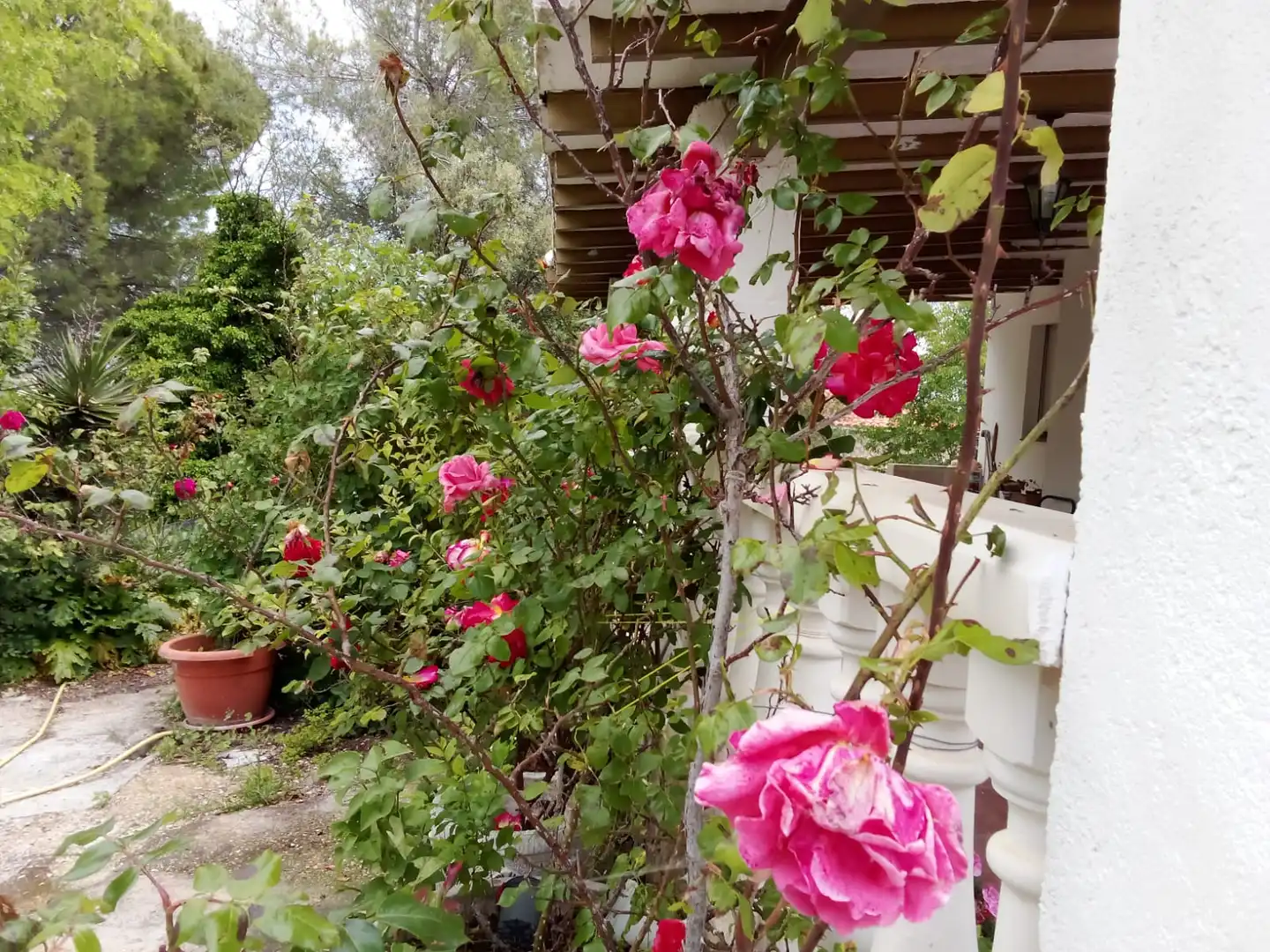 Jardí de Casa o xalet en venda en Illana amb Jardí privat, Terrassa i Piscina