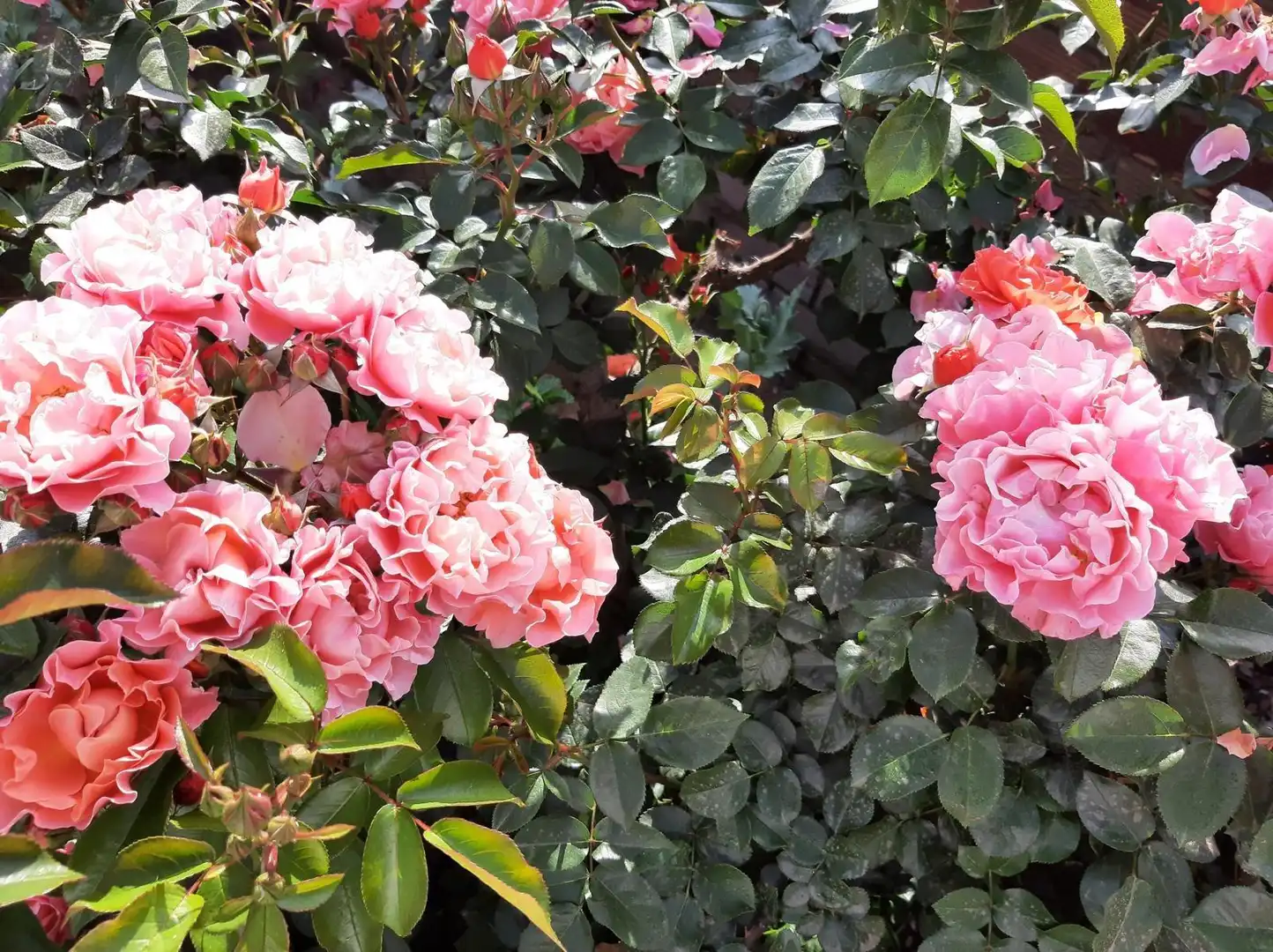 Jardí de Finca rústica en venda en Reus