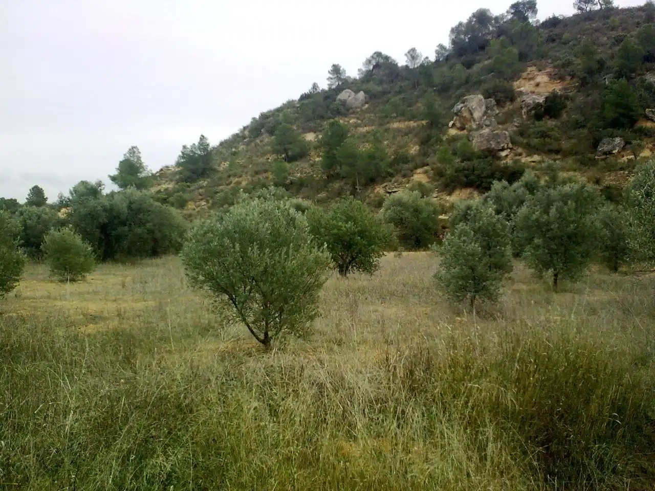 Terrain rustique à vendre à Riba-roja d'Ebre