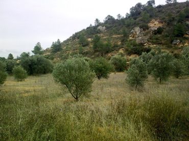 Terreny rústic en venda a Riba-roja d'Ebre