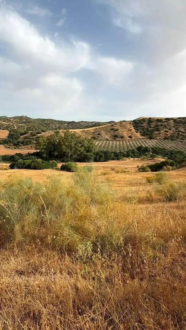 Rural land for sale in Morón de la Frontera, imagen 25