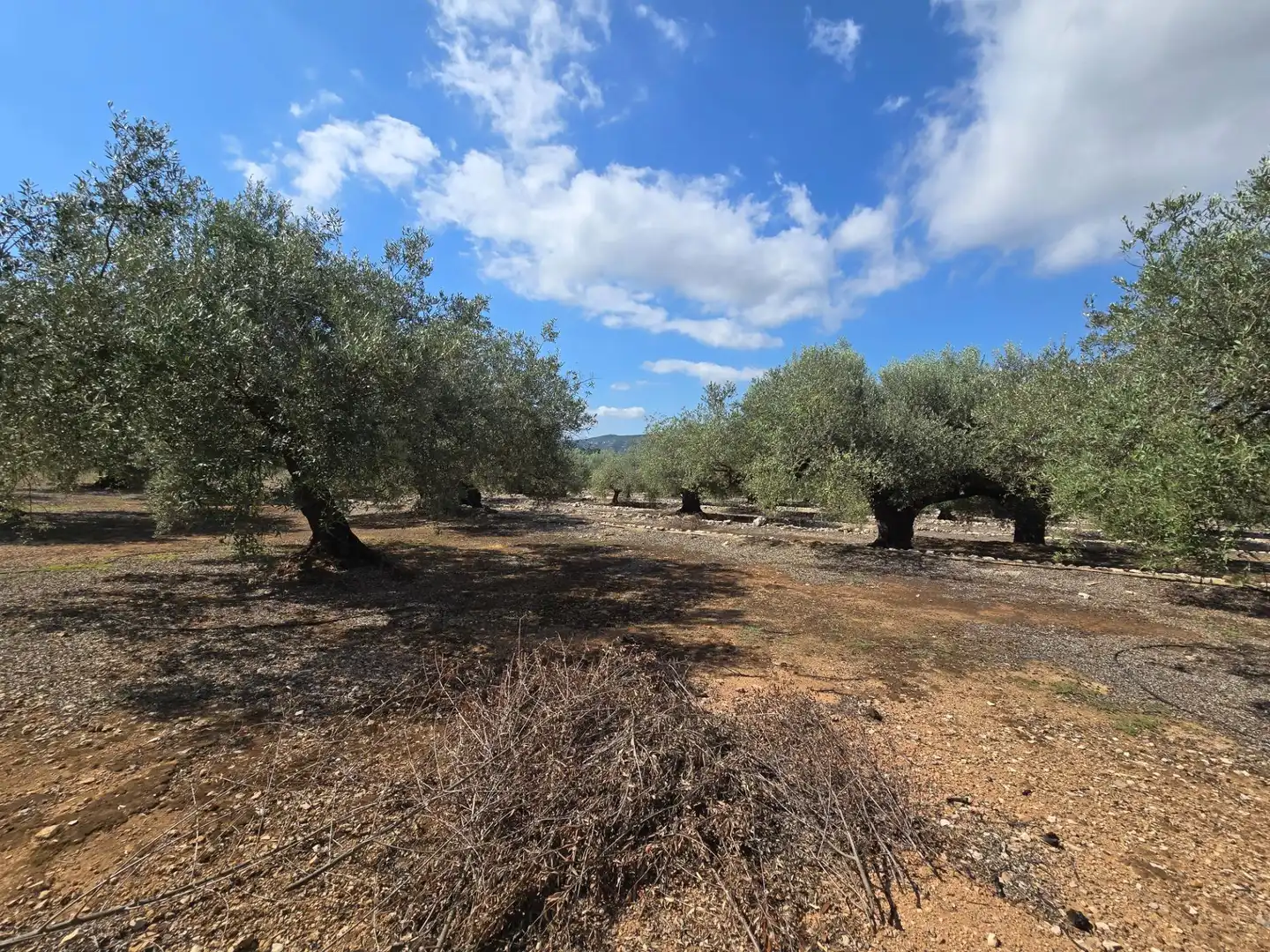 Finca rústica en venta en Freginals con Jardín privado