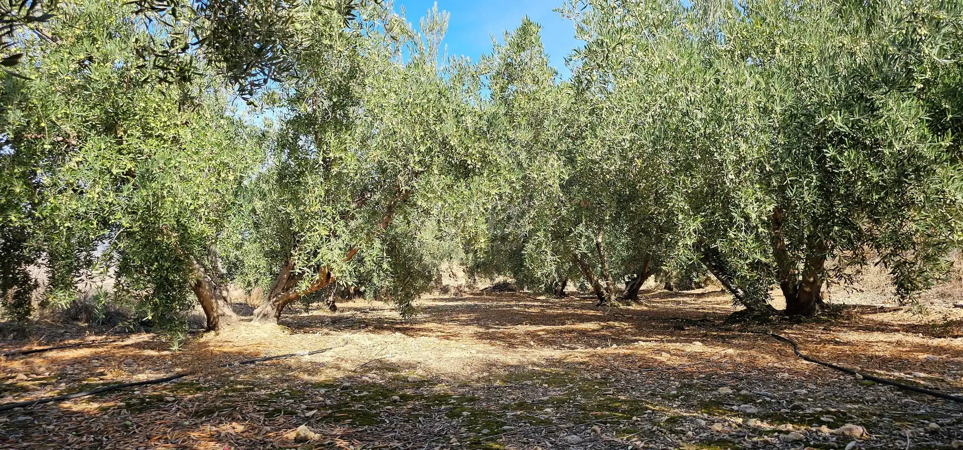 Grundstücke zum Verkauf in Bentarique