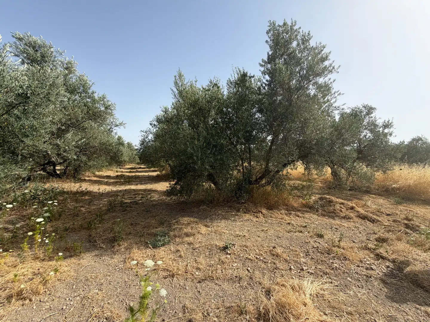 Terrenos y solares en venta en Carretera de Circunvalación 55D, imagen 3