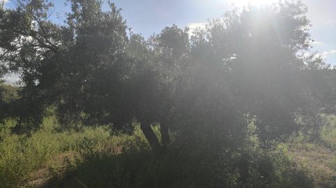 OLIVAR MARTEÑO DE CINCO FANEGAS Y MEDIA, immagine 3