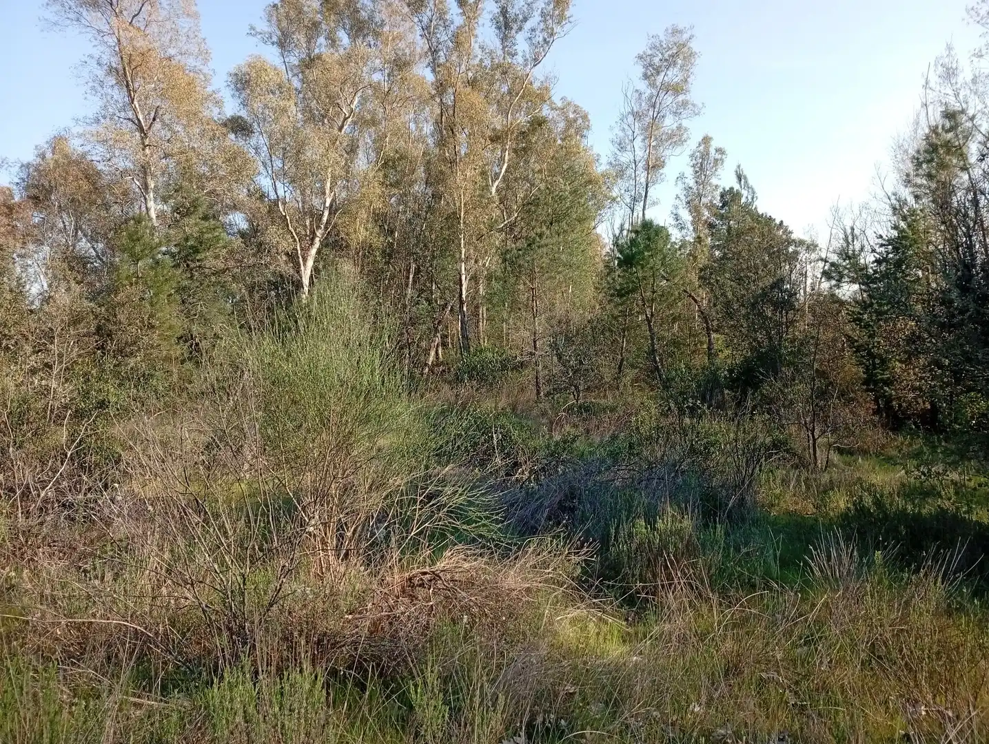 Terreni e lotti in vendita a Villanueva de la Vera, imagen 102