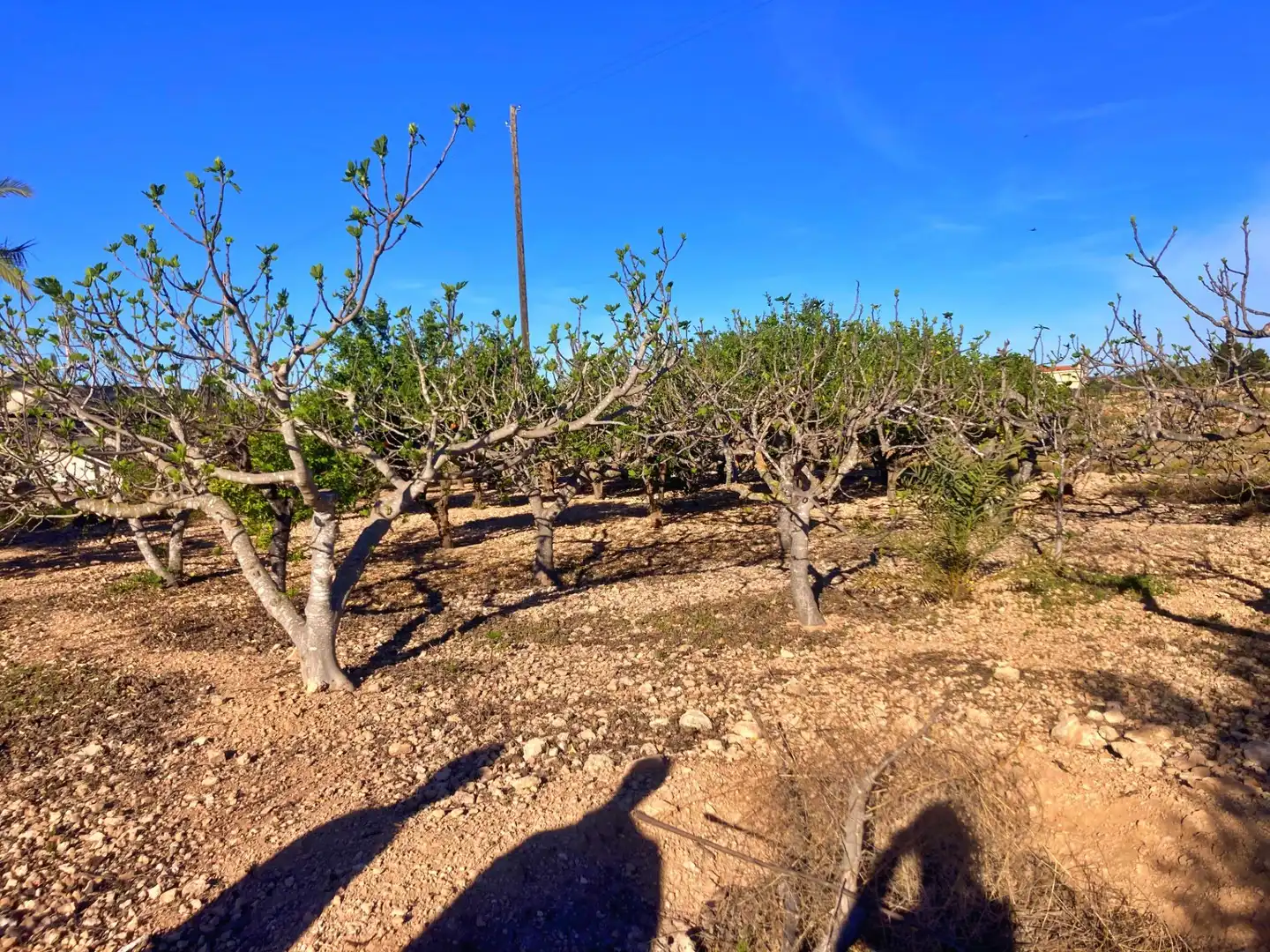Finca rústica en venta en Elche / Elx