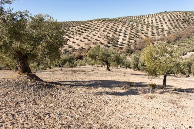 Terreno en Venta en  Poligono 2 parcela 276 y 409 en Dehesas Viejas