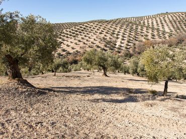 Rustikales Grundstück zum Verkauf in Poligono 2 parcela 276 y 409