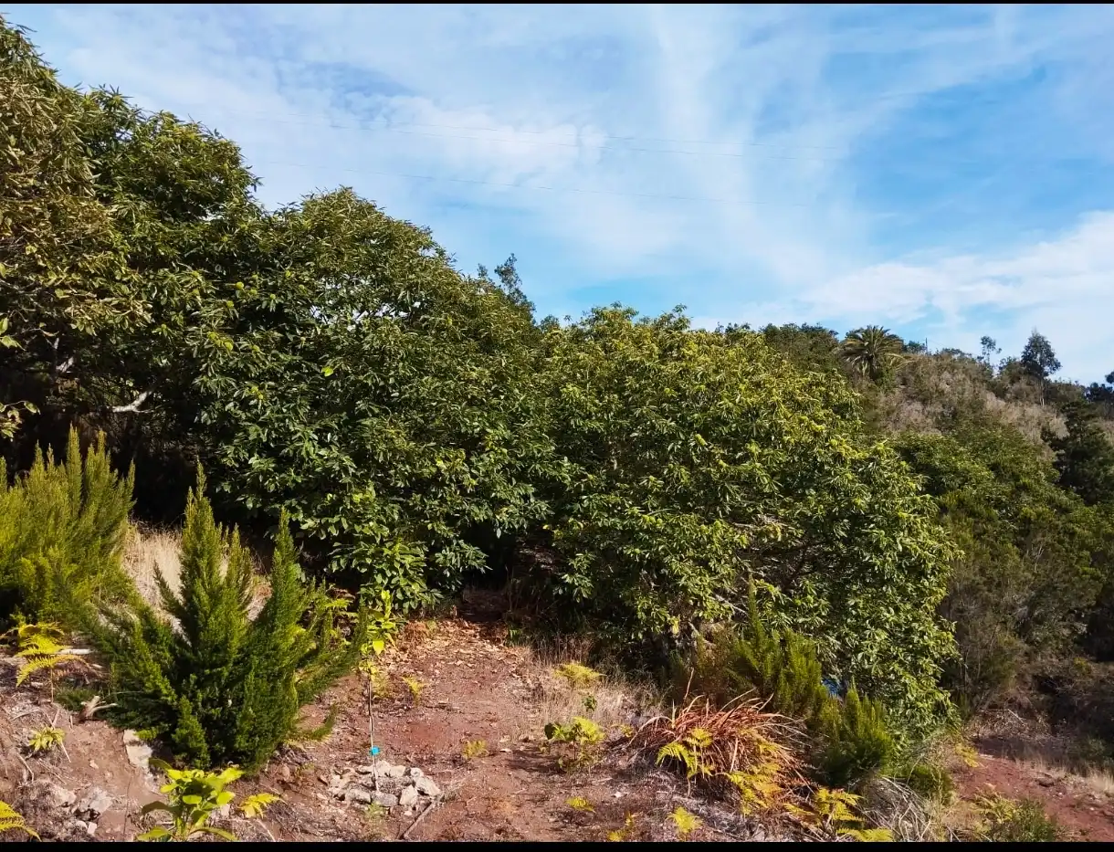 Finca rústica en venta en Agulo