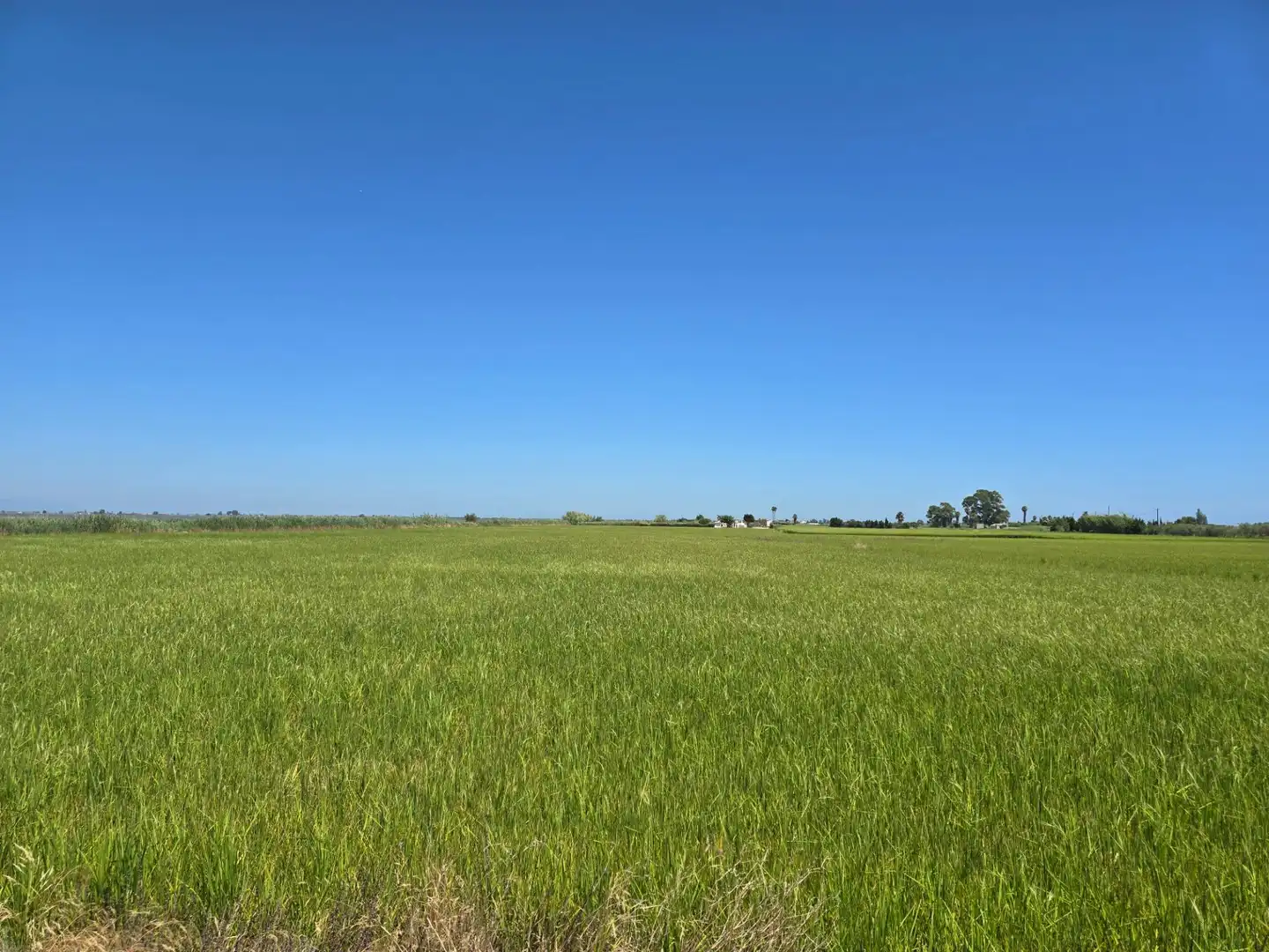 Terrain rustique à vendre à Eucaliptus- Poble Nou del Delta, imagen 3