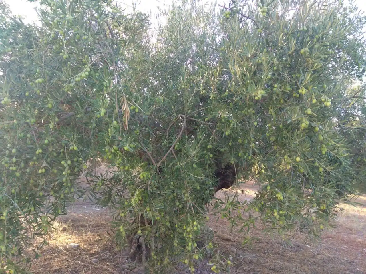 Rustikales Grundstück zum Verkauf in Calle BAENA, imagen 7