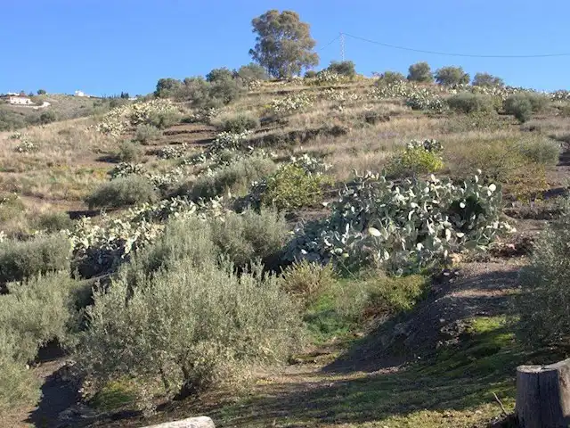 Terreni e lotti in vendita a Torrox Pueblo, imagen 10