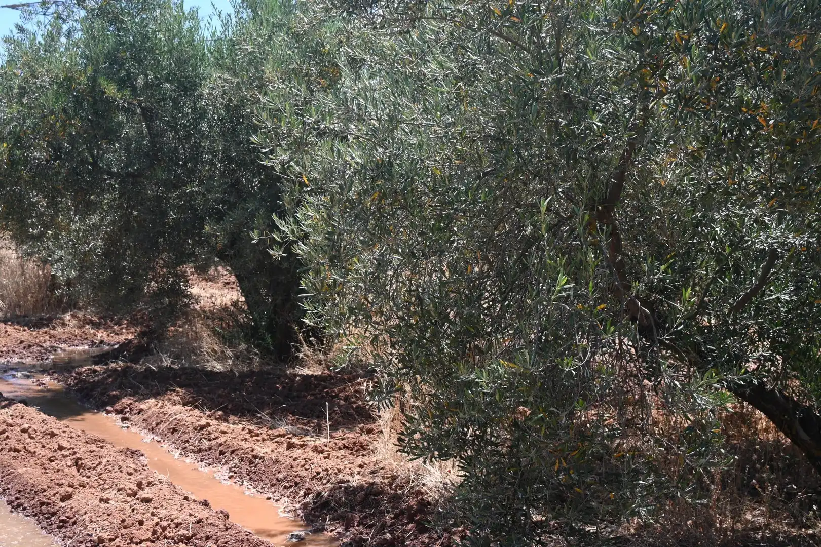 Terreni e lotti in vendita a Albolote, imagen 16