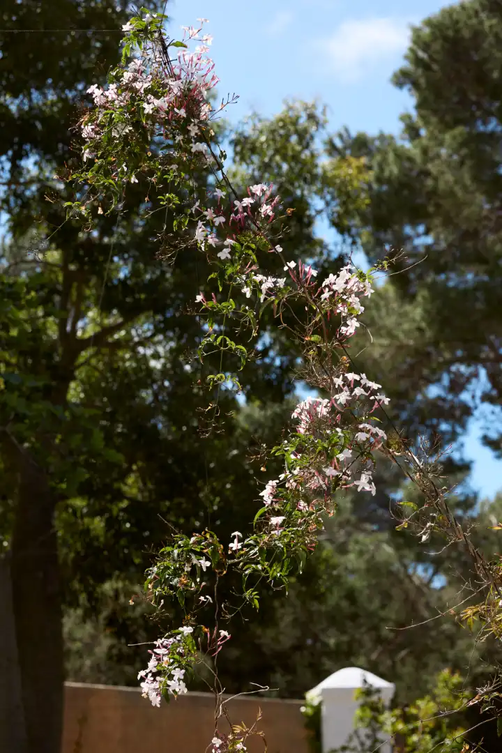 Jardí de Finca rústica en venda en Sant Joan de Labritja amb Aire condicionat, Jardí privat i Parquet