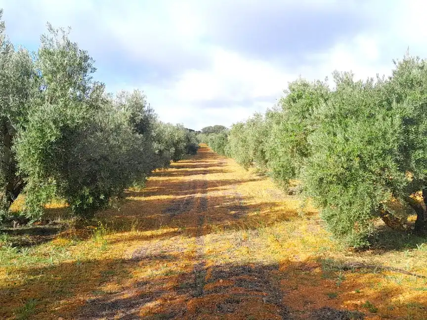 Terreno en venta en Valdepeñas