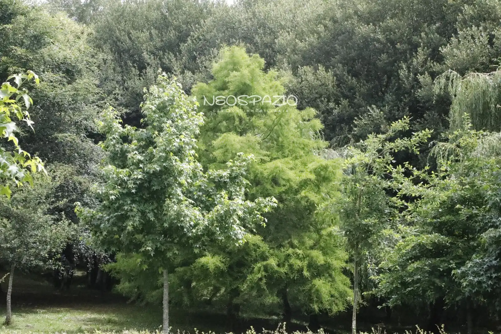 Jardín de Casa o chalet en venta en Castroverde con Calefacción y Amueblado