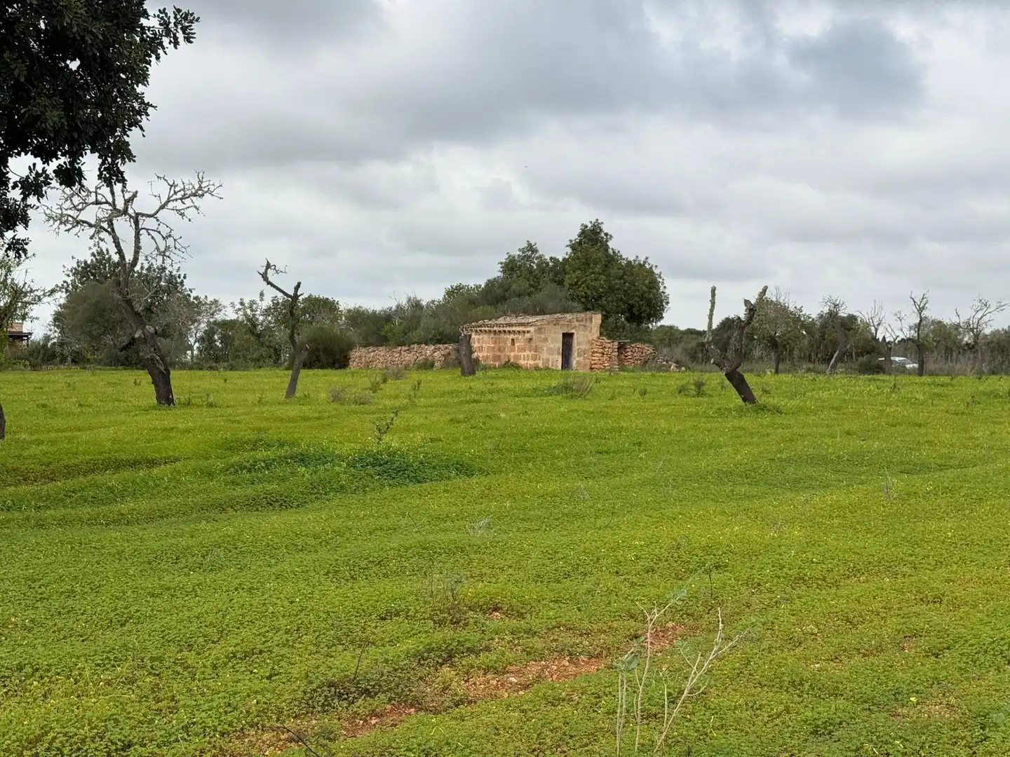 Terreno rustico in vendita a Llucmajor pueblo, imagen 3