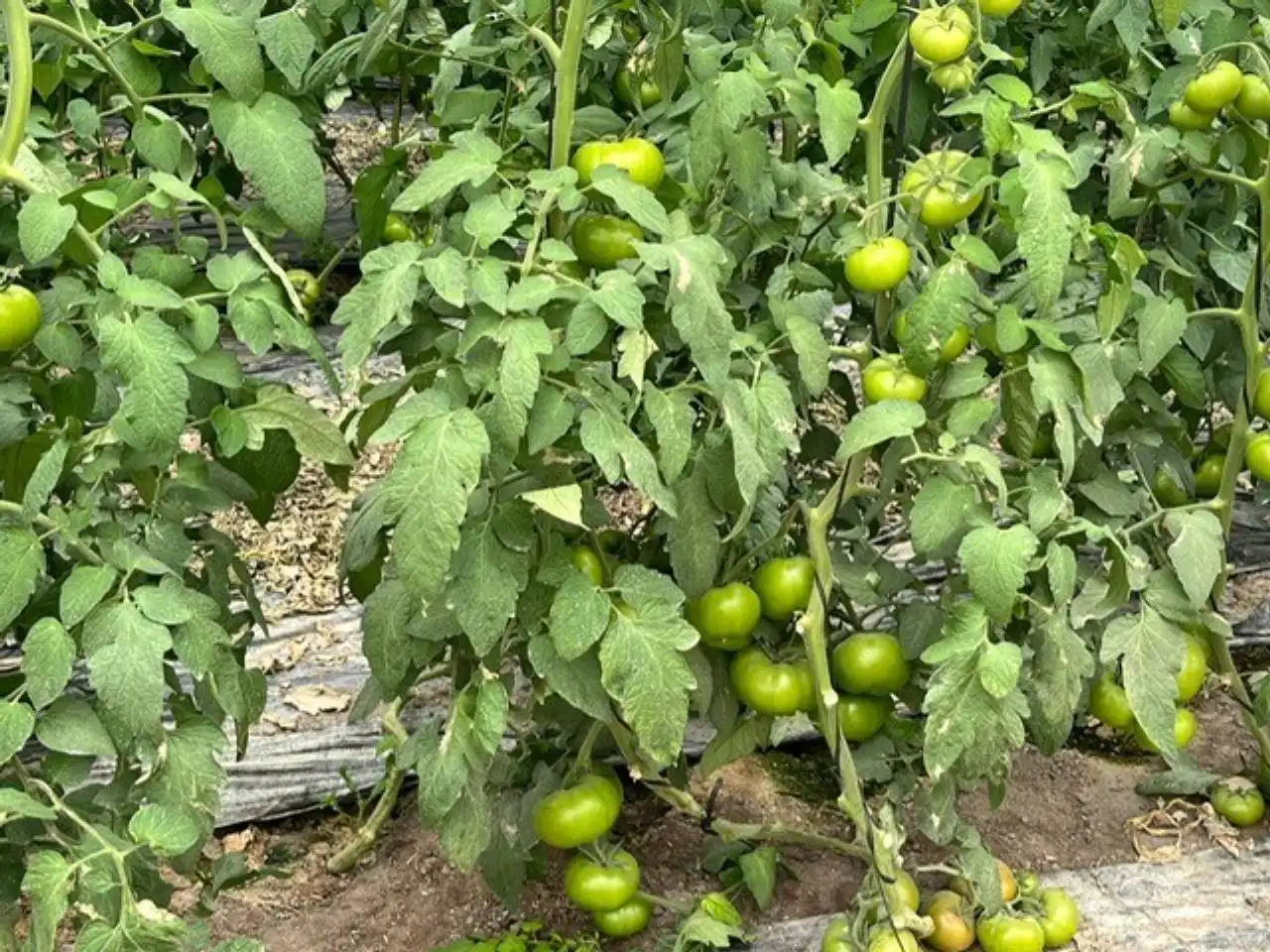 Terreny rústic en venda a Níjar pueblo, imagen 26