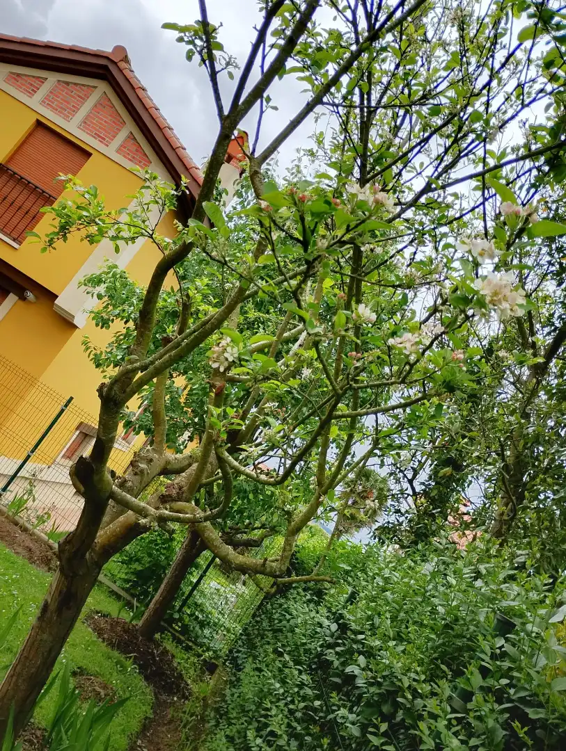 Garden of Houses for sale in Noja  with Heating, Private garden and Terrace