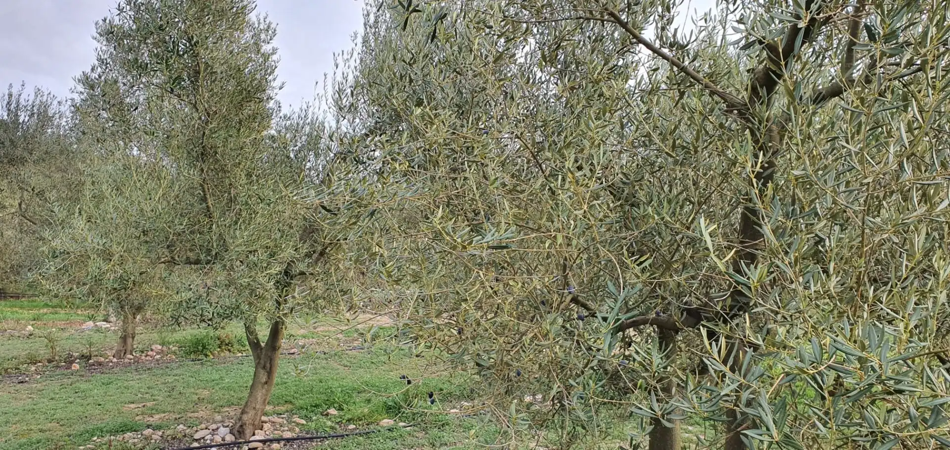 Rural land for sale in Ginestar, imagen 3