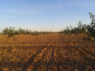 Terreno residenziale in vendita a Tomelloso