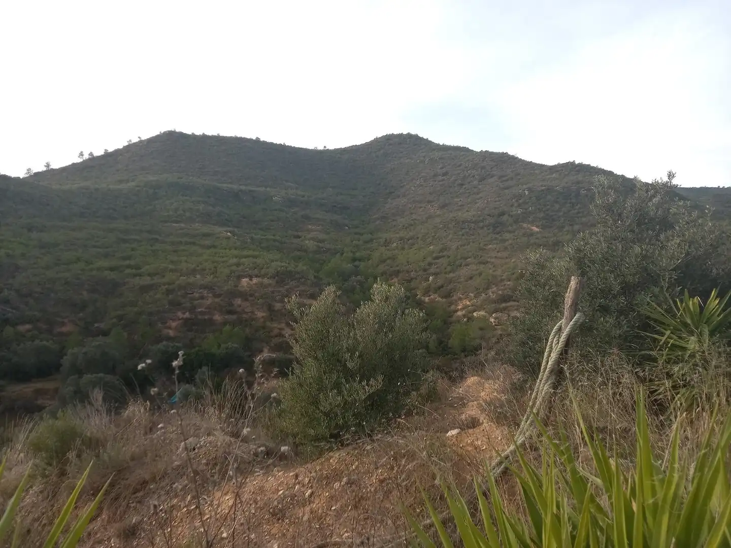 Grundstücke zum Verkauf in Riba-roja d'Ebre