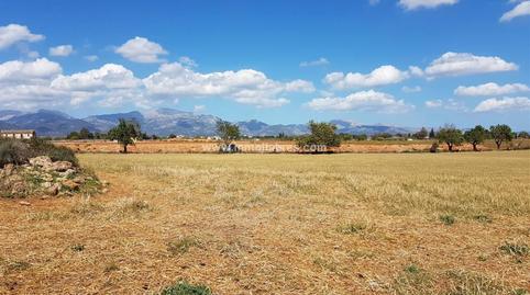 Foto 4 de Finca rústica en venda a Sencelles, Illes Balears