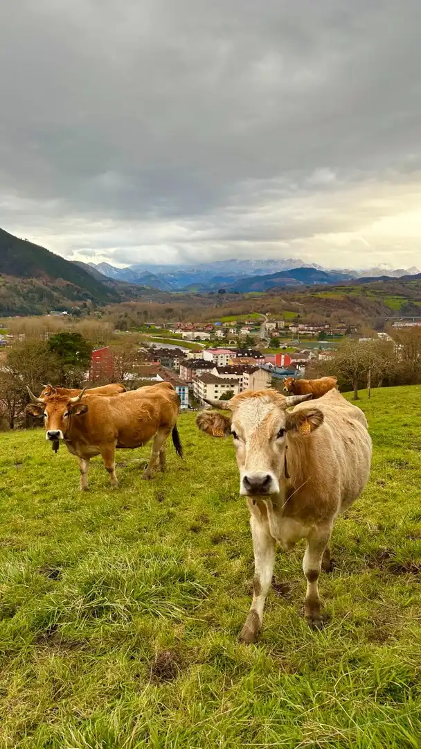 Vista exterior de Edificio en venta en Parres, Asturias