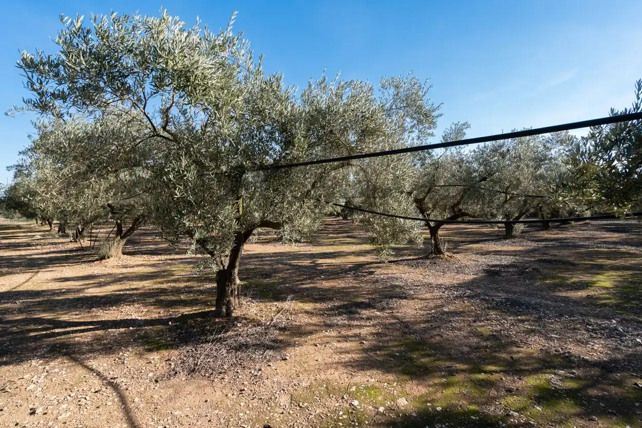 Rustikales Grundstück zum Verkauf in Santa Bàrbara, imagen 8