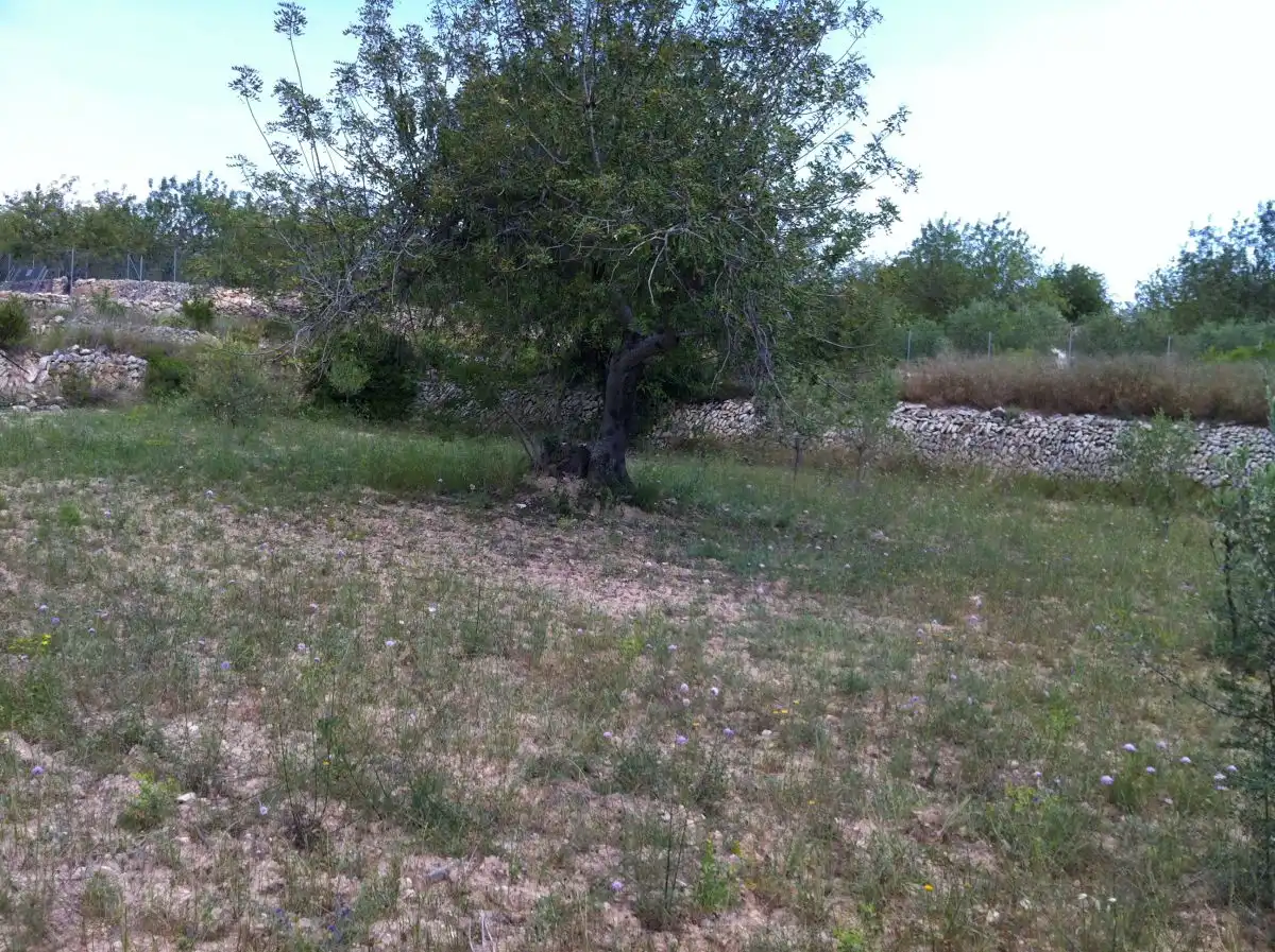 Terrenys i solars en venda a CASTELL DE MONTORNES 1, imagen 4