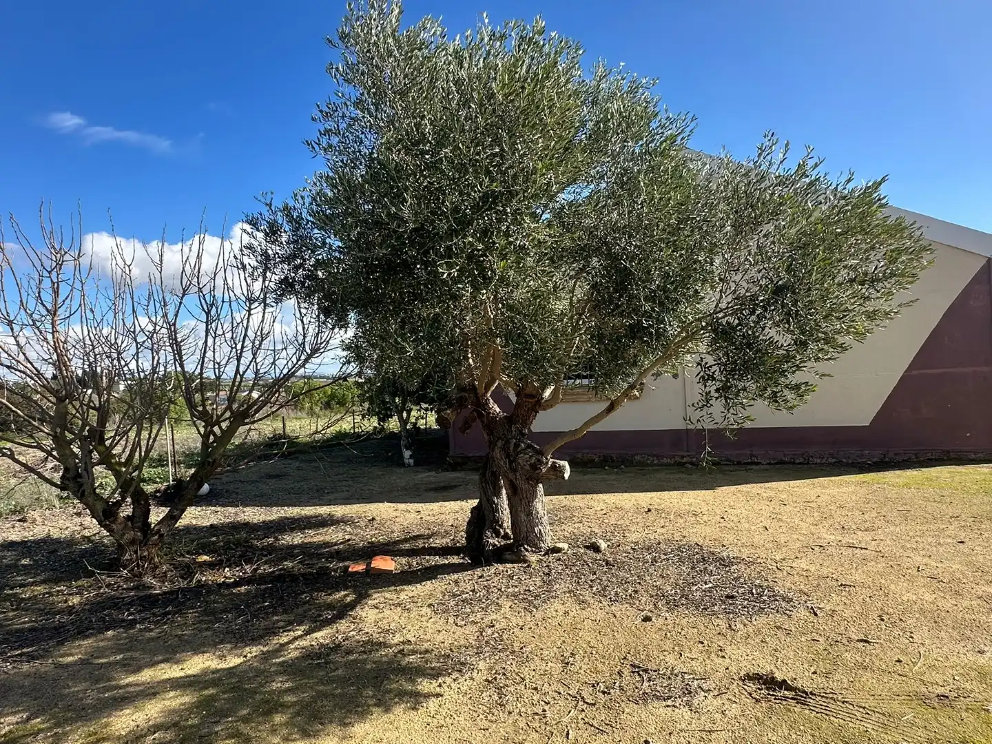 Garden of Country homes for sale in Chiclana de la Frontera