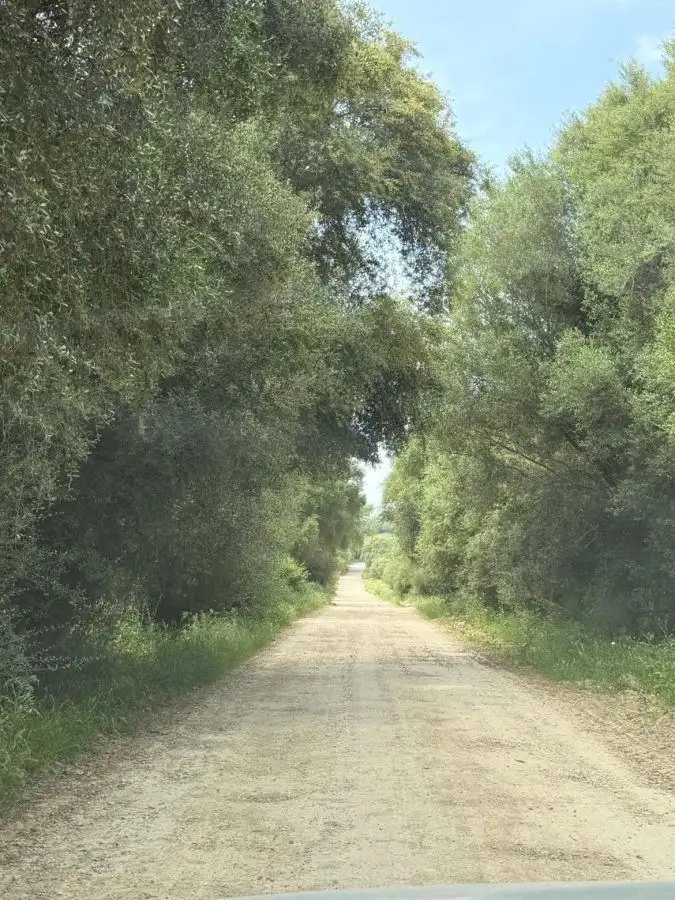 Vista exterior de Finca rústica en venta en Jimena de la Frontera con Terraza