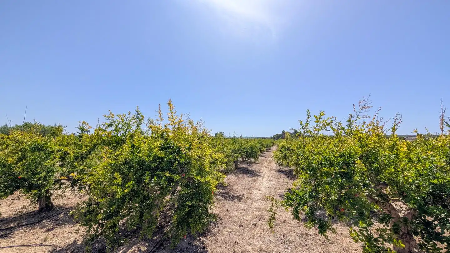 Casa o xalet en venda en Elche / Elx amb Aire condicionat, Jardí privat i Terrassa