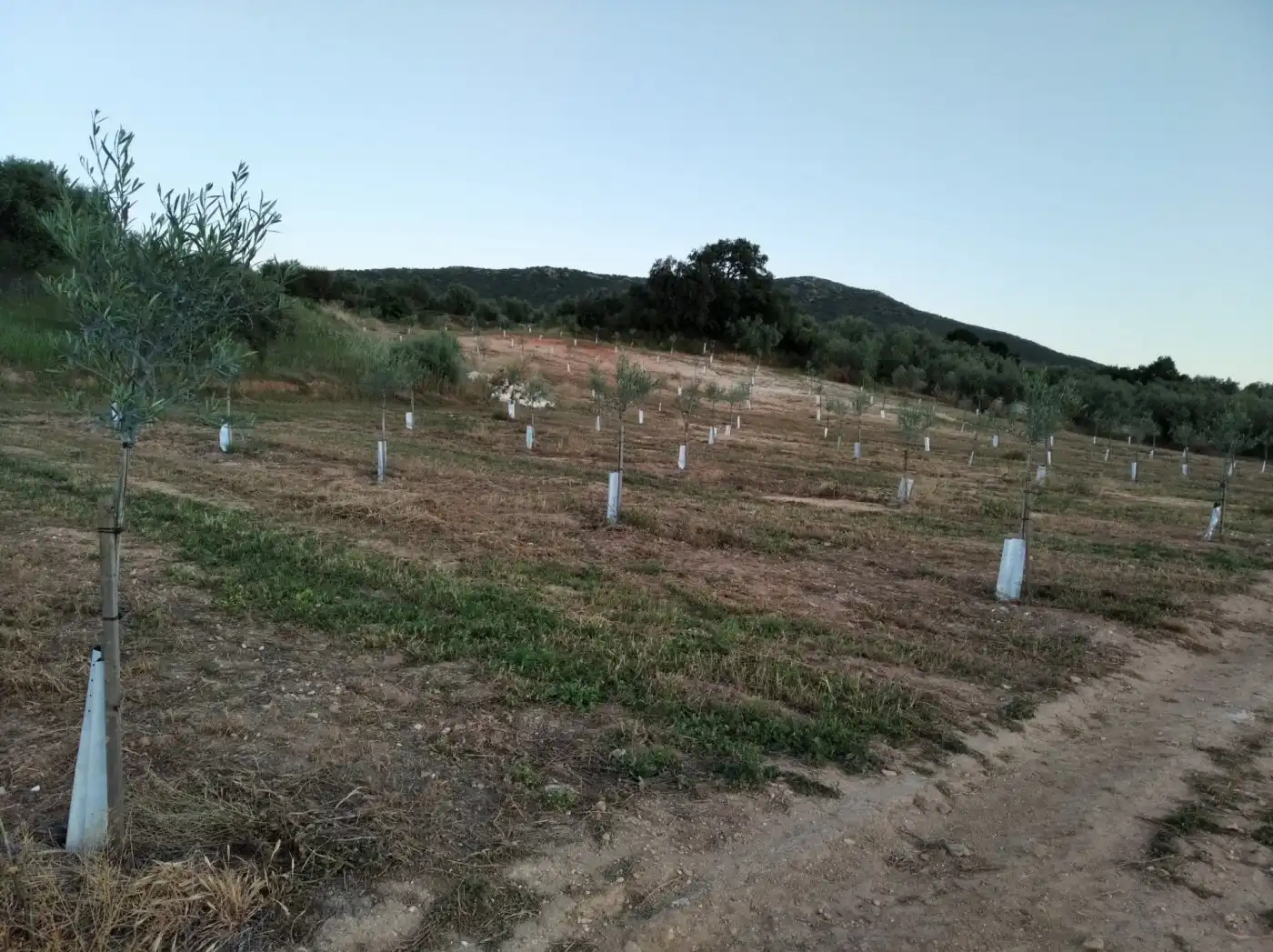 Finca rústica en venta en Lora de Estepa