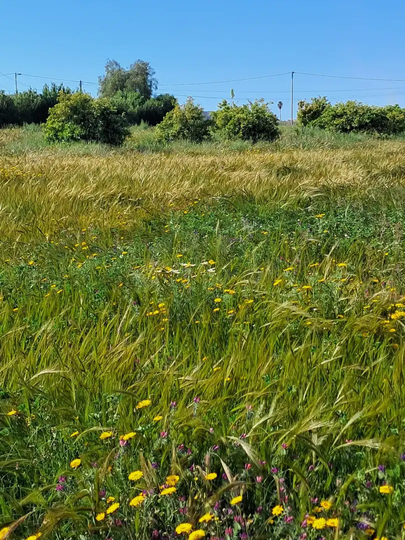 Rustikales Grundstück zum Verkauf in Pedanías Sur, imagen 28