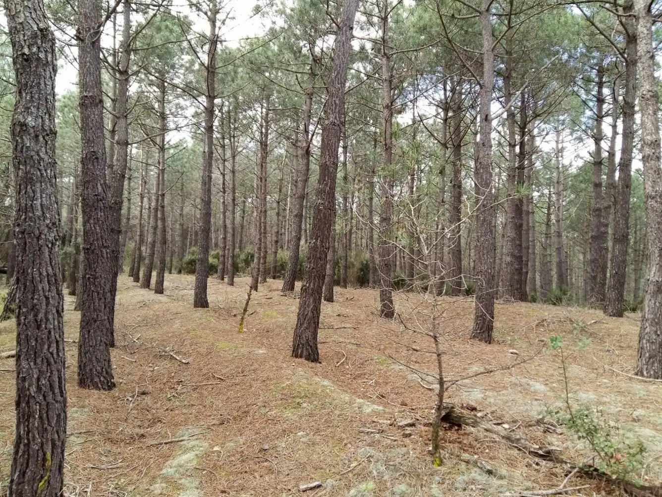 Terreny rústic en venda a Niàgara Parc - Àgora Parc