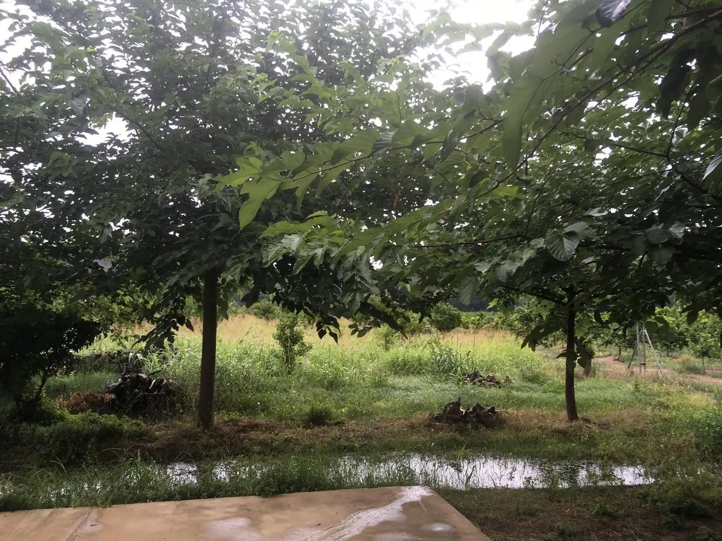 Finca rústica en venda en Xerta amb Calefacció