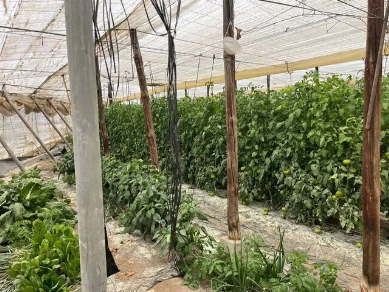 Terreny rústic en venda a Níjar pueblo, imagen 7