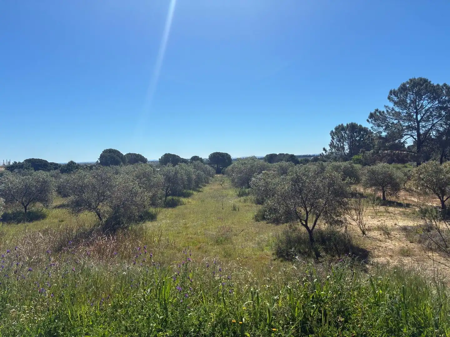 Terreno en venta en Gibraleón