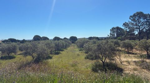 Finca rústica en Gibraleón, immagine 2