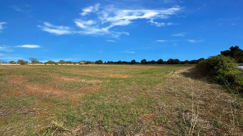 Exclusivo terreno entre Santanyi y Cala Santanyi con 20.000 m., imatge 4