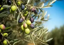 Terreni e lotti in vendita a Alange, imagen 11