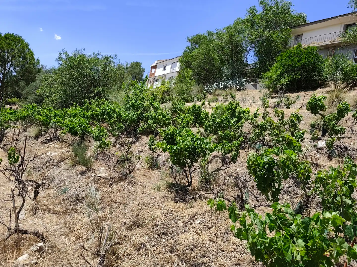 Casa o xalet en venda en Illana amb Jardí privat, Terrassa i Piscina